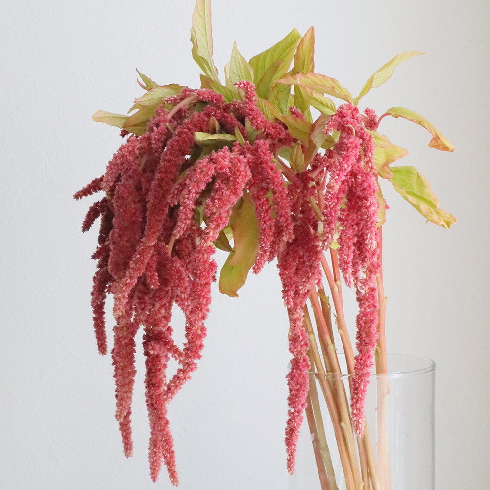 Amaranthus Coral Fountain (80cm)