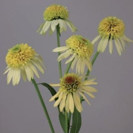 Echinacea Aqua Yellow View (50-70cm)
