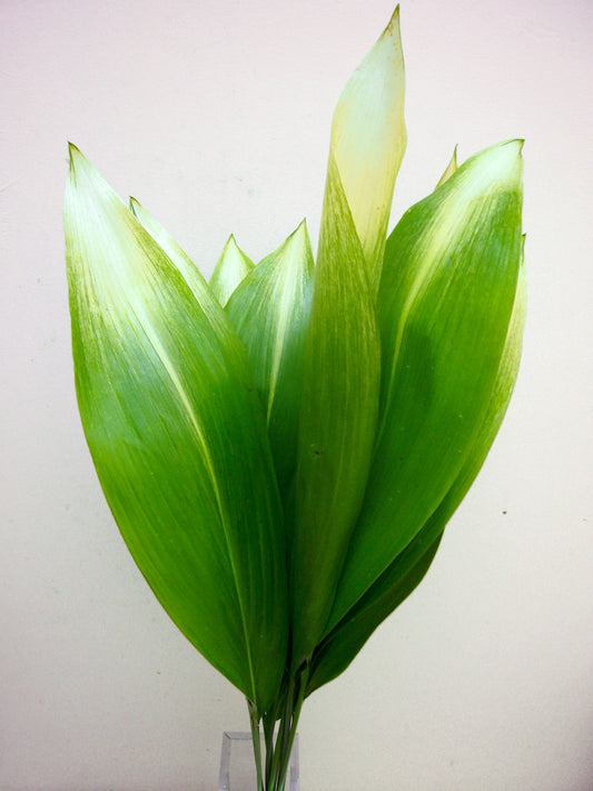 (Clearance Sale) Aspidistra Asahi Haran