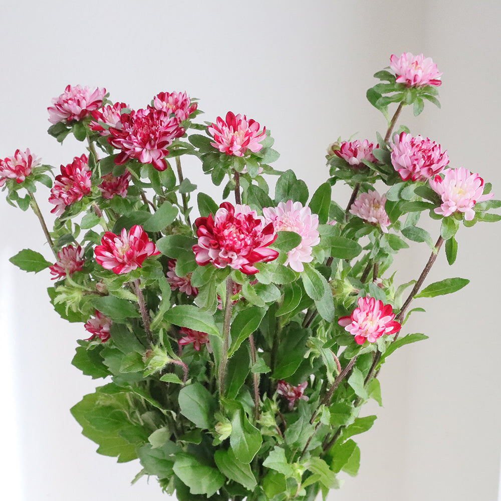 Aster Cocotte Marble Red (70cm)