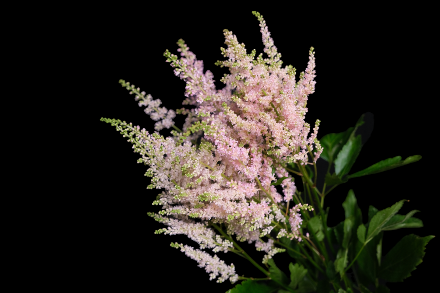 Astilbe Light Pink (Clearence Sale)