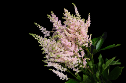 Astilbe Light Pink (Clearence Sale)