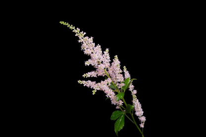 Astilbe Light Pink (Clearence Sale)