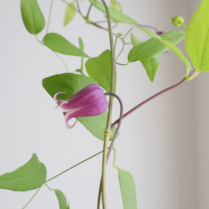 新入荷!! Clematis Athena (小輪 40-50cm)