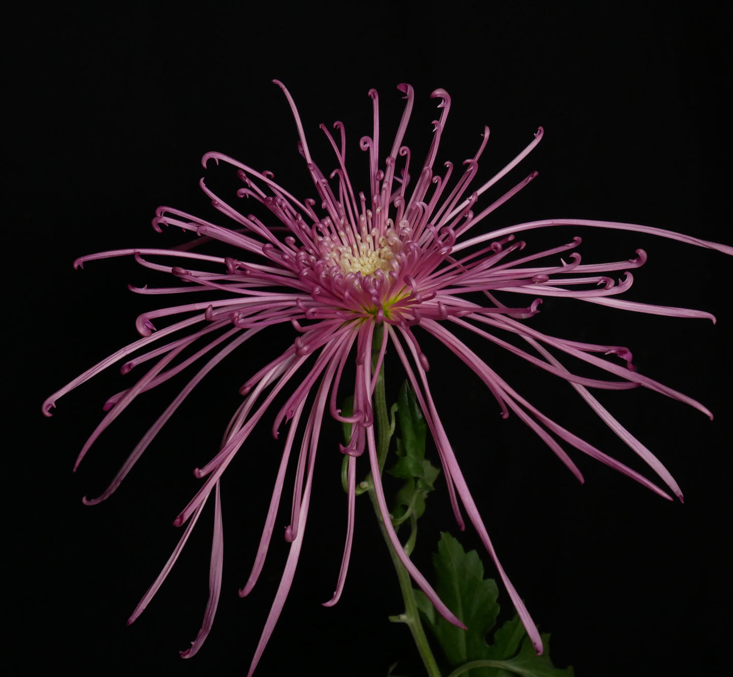 Chrysanthemum 糸菊 Maxim Pink