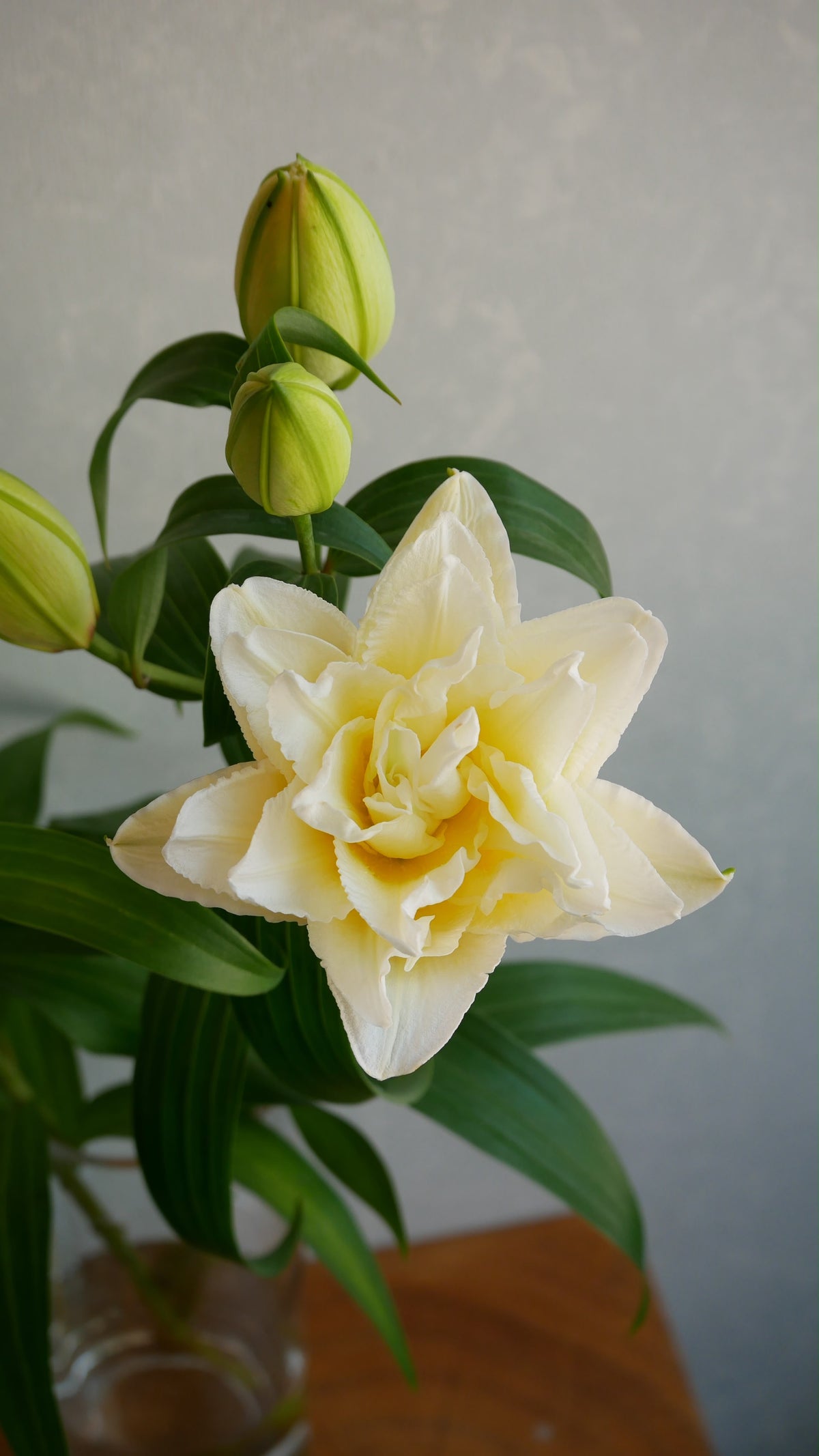 Lilium Ludwina (80cm)