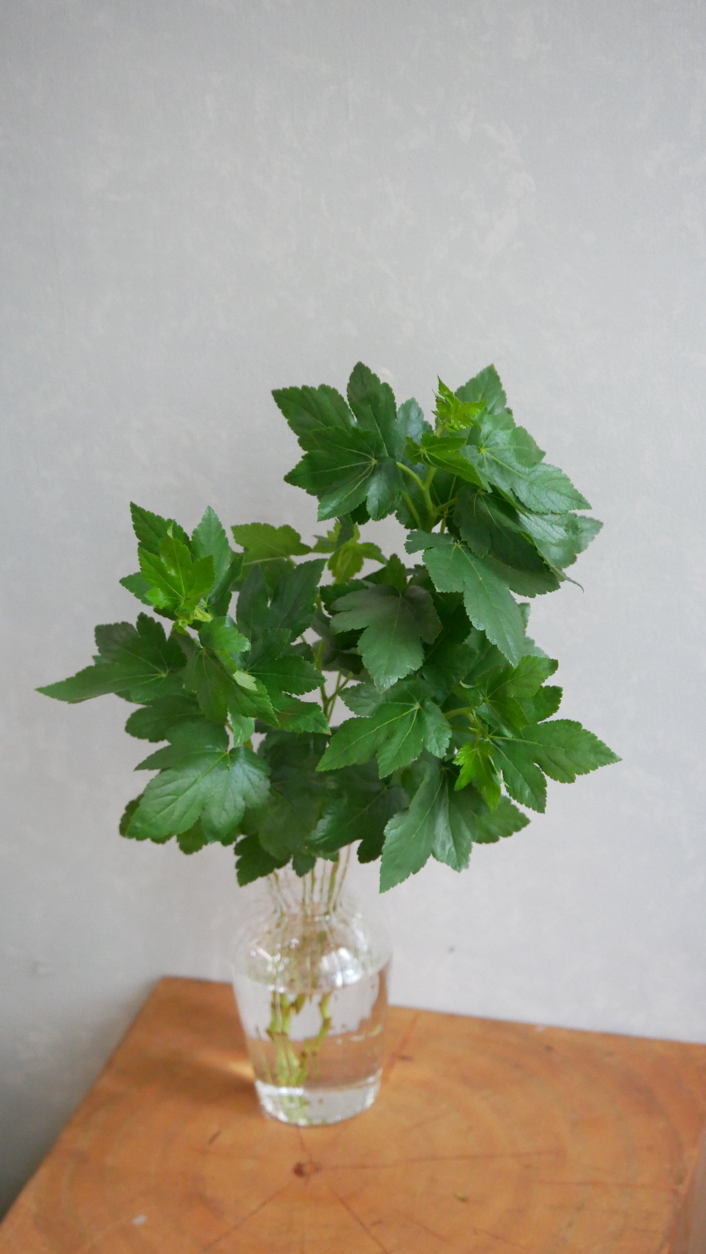 Rubus Iroha 木莓葉 (30cm)