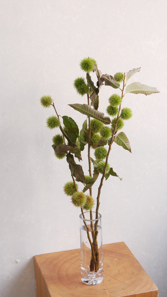 【月見】Castanea crenata 七立栗