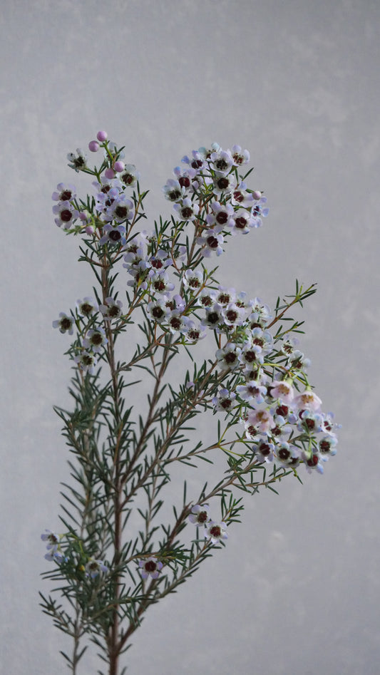 Chamelaucium Tinted Sky Blue (60cm From Peru)