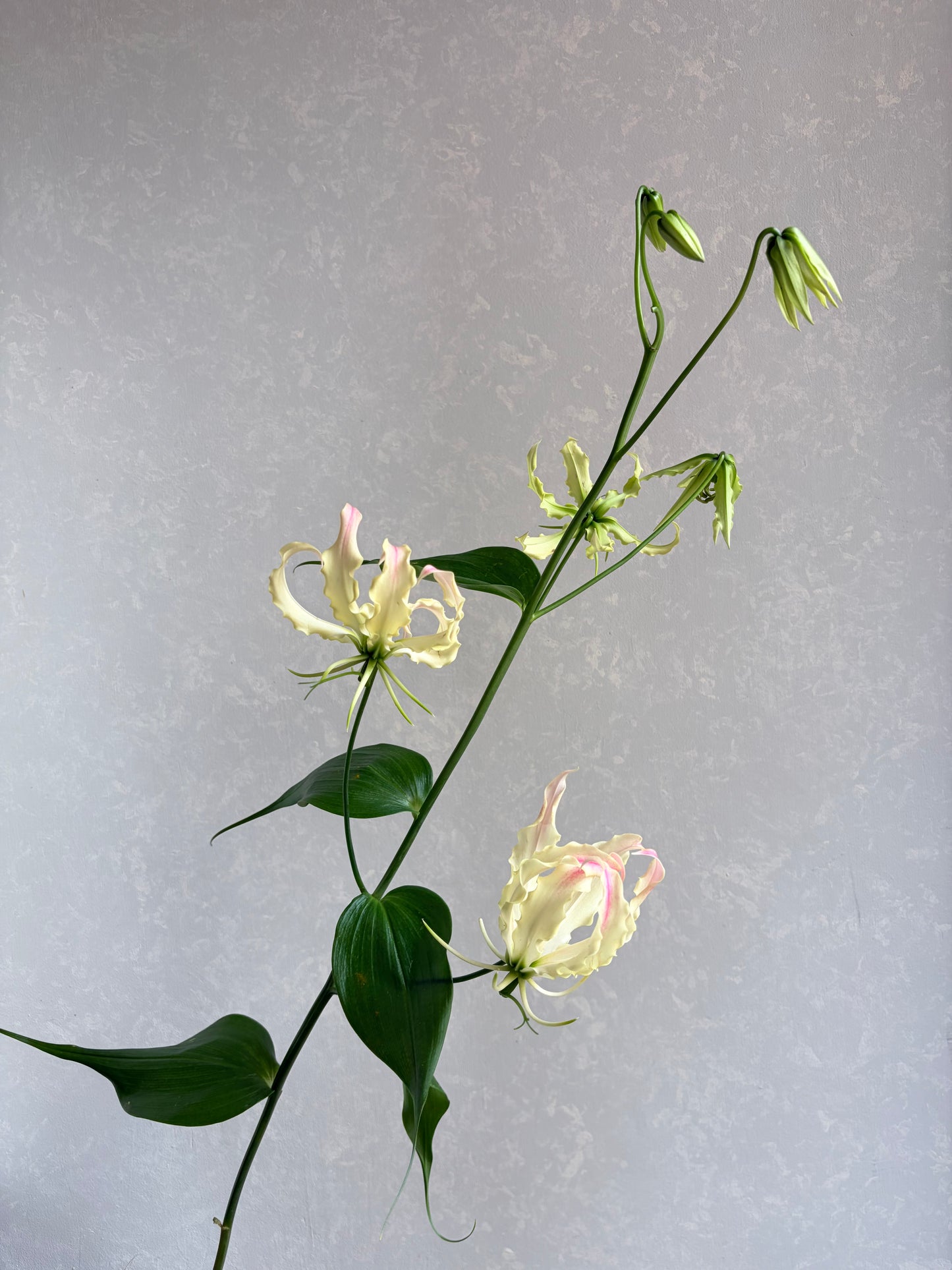 Gloriosa Capris Rose