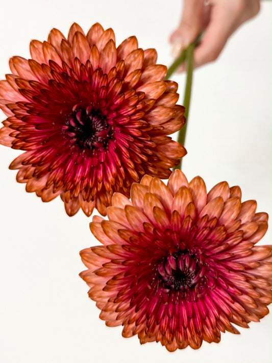 新入荷!! Gerbera Strawberry Choco