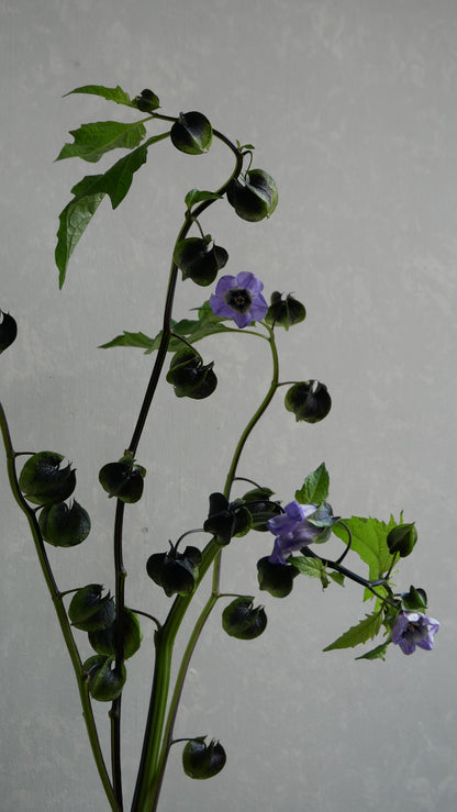 Physalis Alkekengi 鬼灯 黒法月 sp. Atsunko Mix (35-60cm)