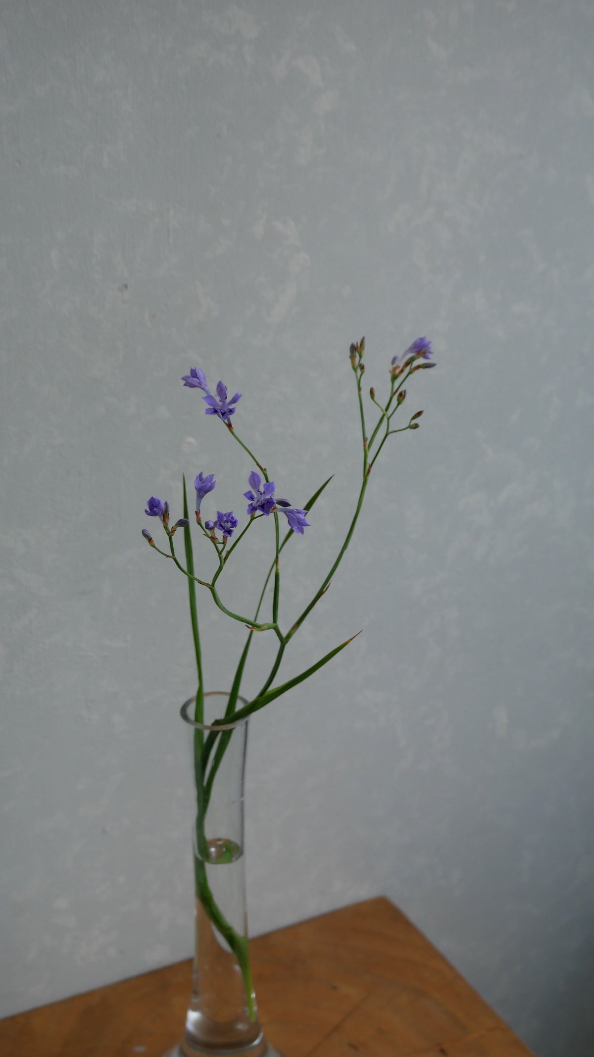 Lapeirousia Lavender (40cm)