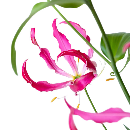 Gloriosa Berry