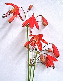 【月見】Bessera elegans (60cm)