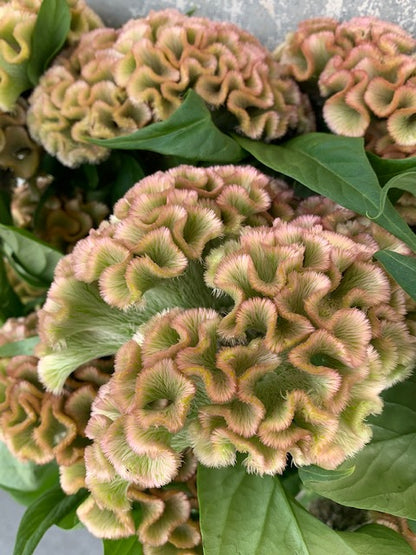 特大頭!! Celosia argentea Asuka SL Light Beige (80cm)