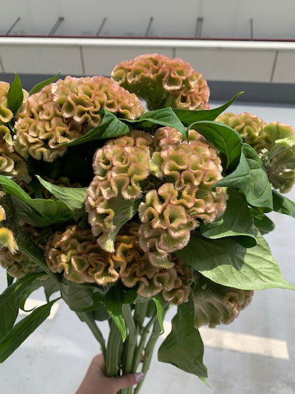 特大頭!! Celosia argentea Asuka SL Light Beige (80cm)