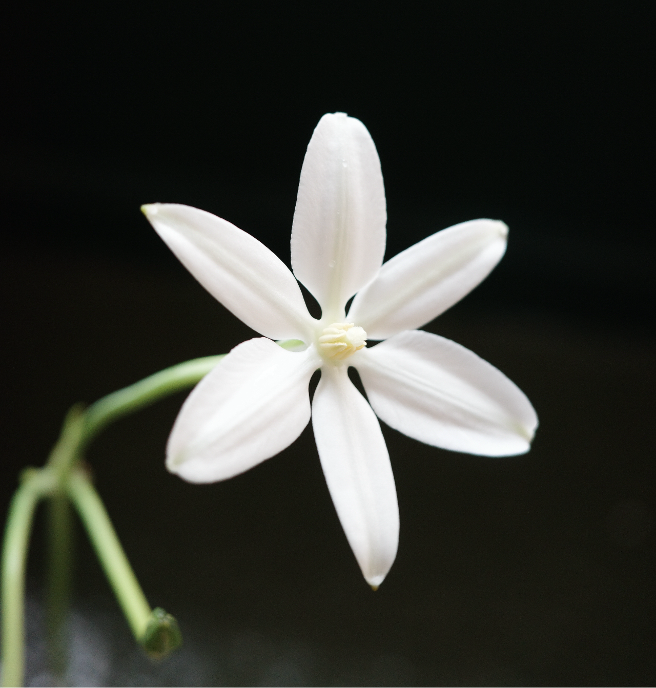 Milla biflora (L 3L)