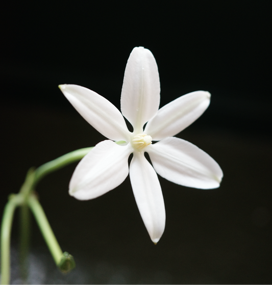 Milla biflora (L 3L)