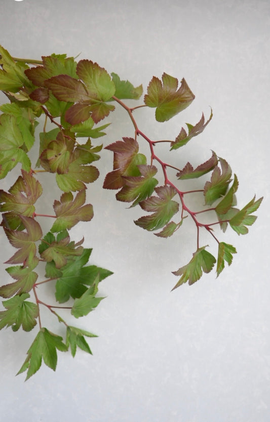 Rubus Baby Hands (Autumn color) 紅葉木苺 (60cm)