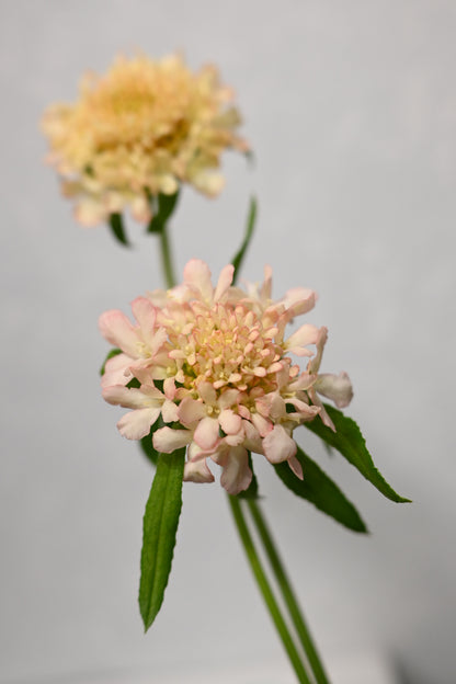 Scabiosa Apricot (50 cm)