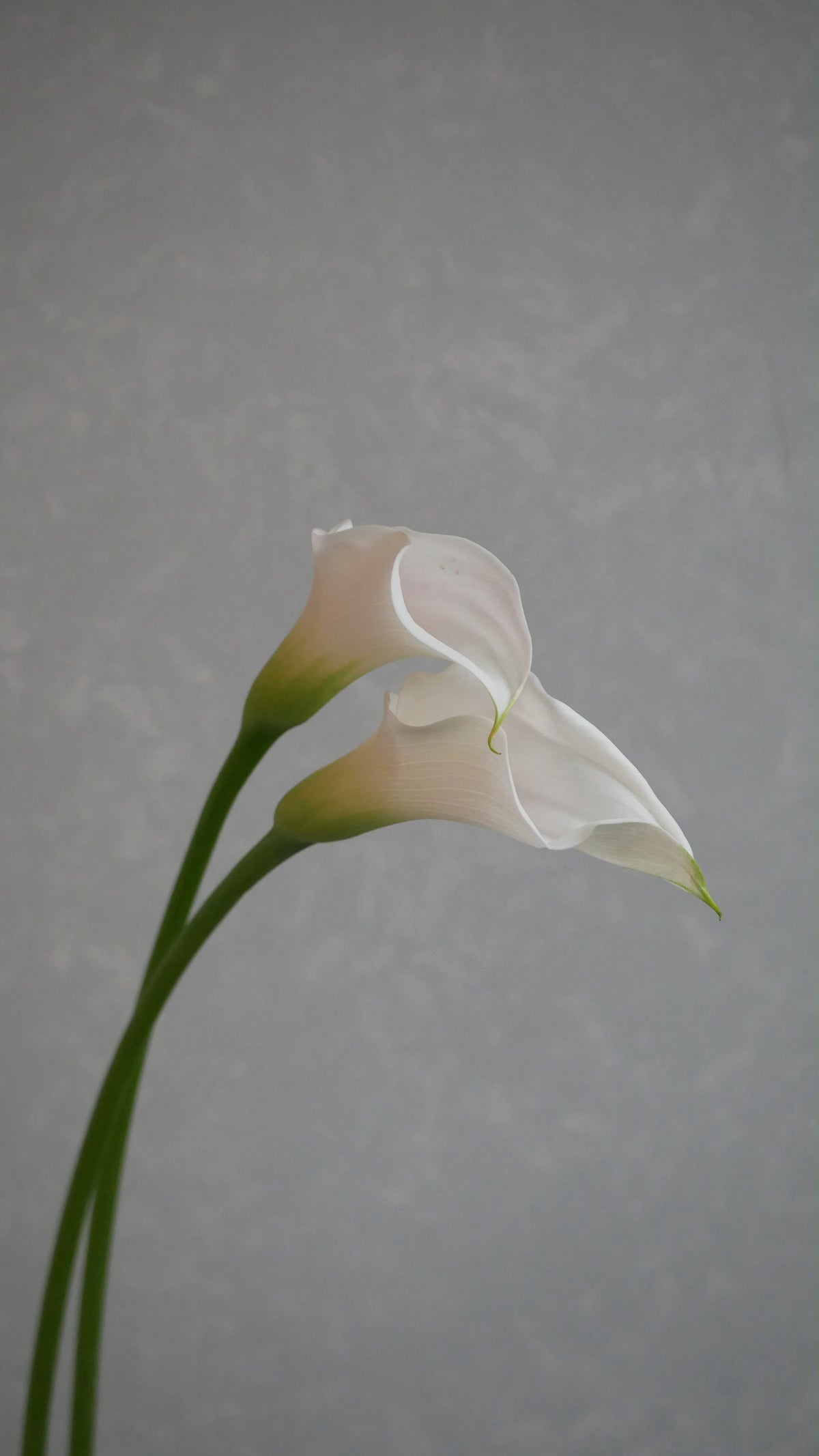 Calla Captain Ventura Pink (60cm)