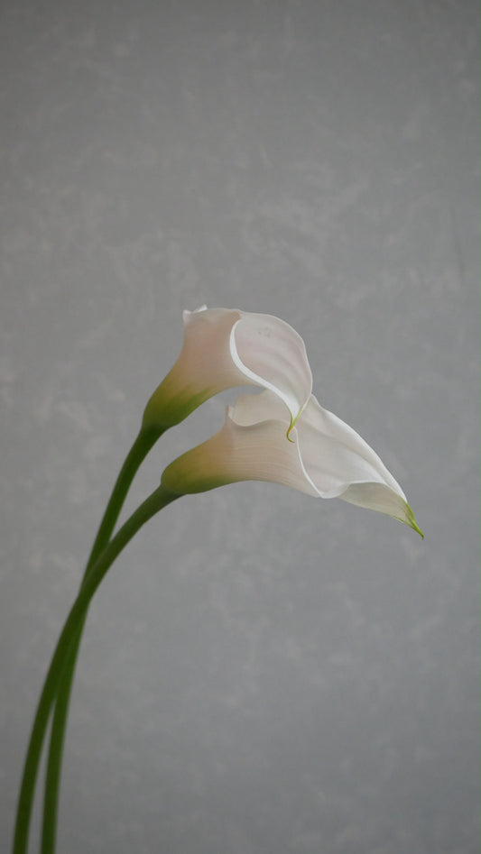 (Clearance Sale) Calla Captain Ventura Pink (70cm)