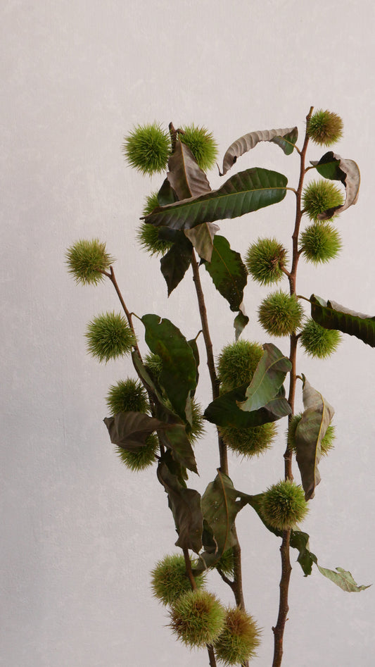 【月見】Castanea crenata 七立栗