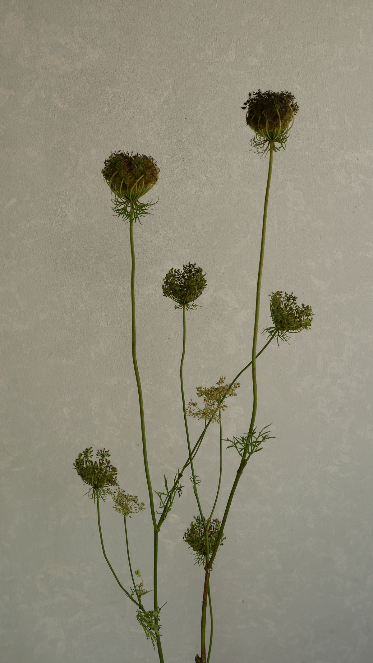 Ammi Daucus Seed (70cm)