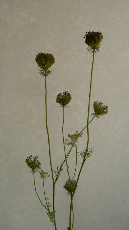 Ammi Daucus Seed (70cm)