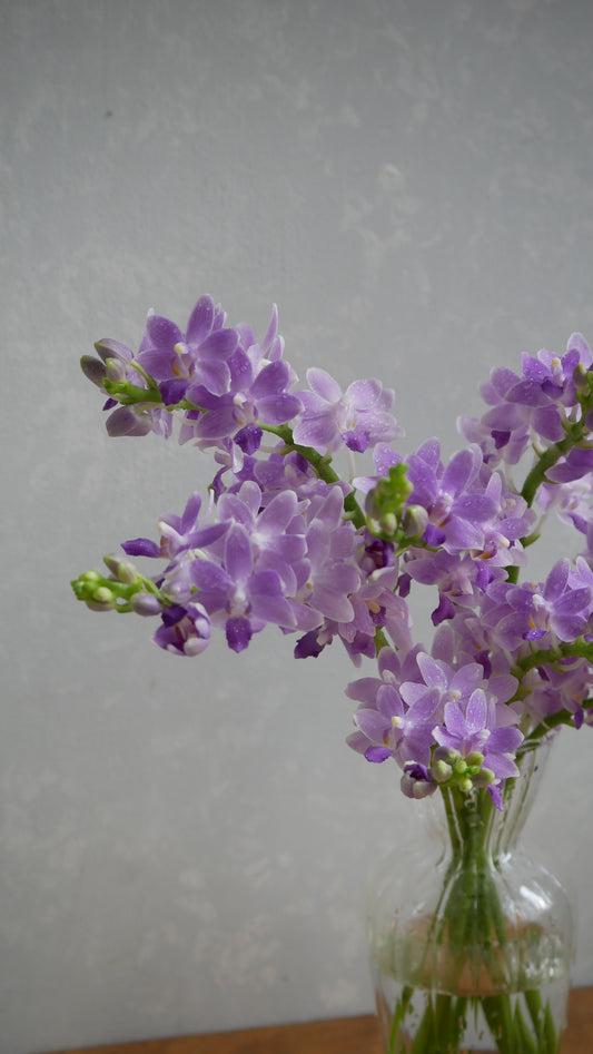 (Clearance Sale) Phalaenopsis aphrodite Blue Star