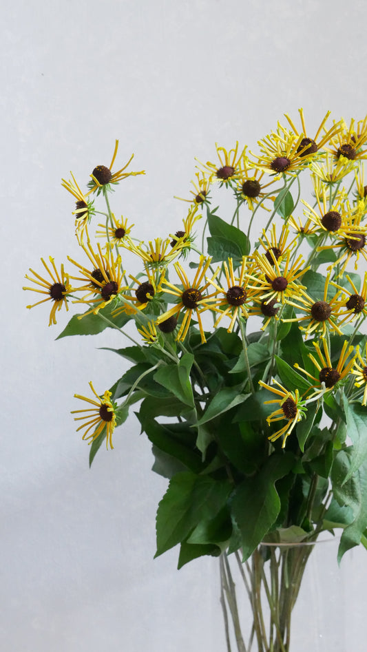 【月見】Rudbeckia Henry Eilers (65-75cm)