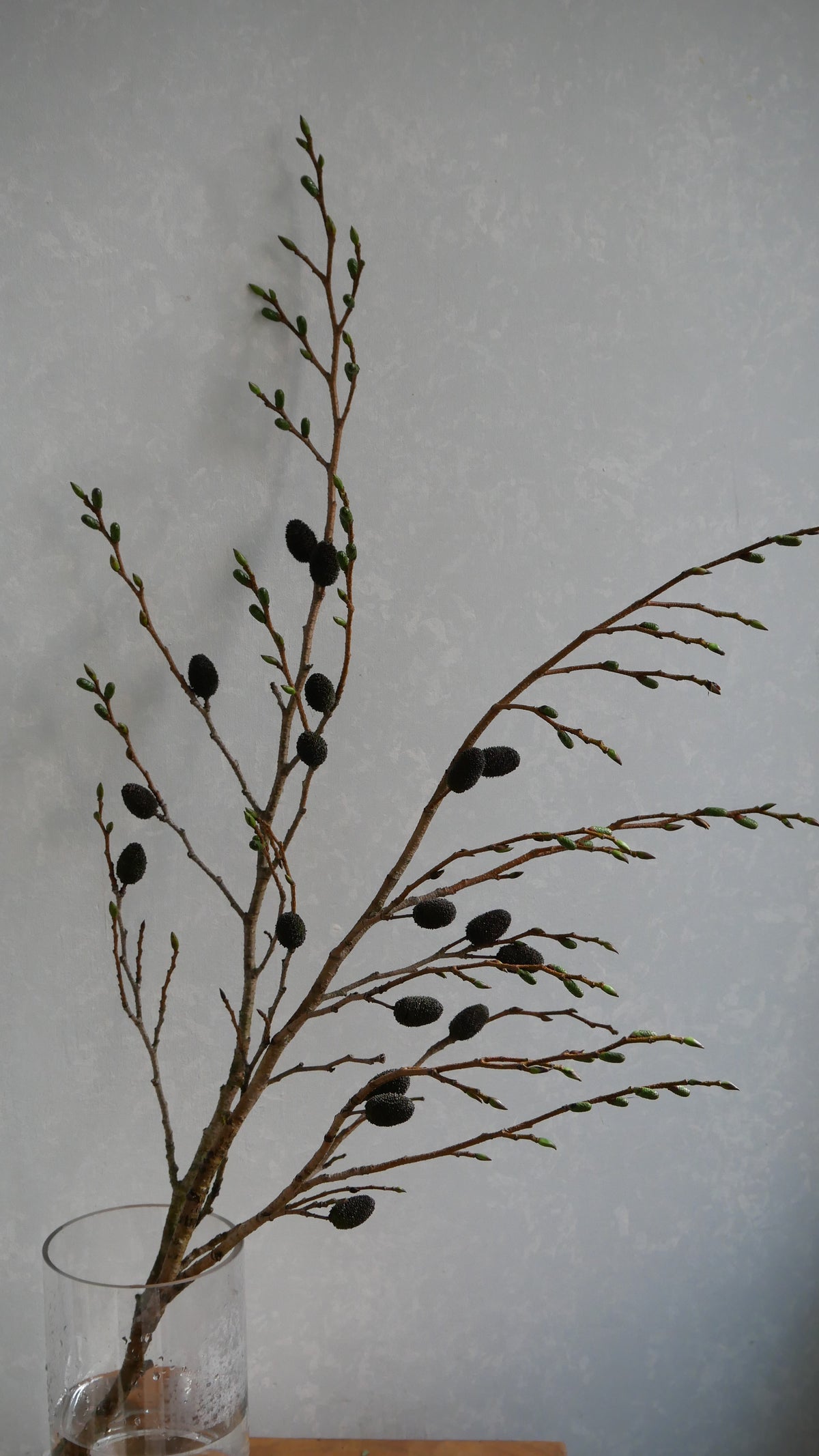 Alnus firma Yasha (80cm)