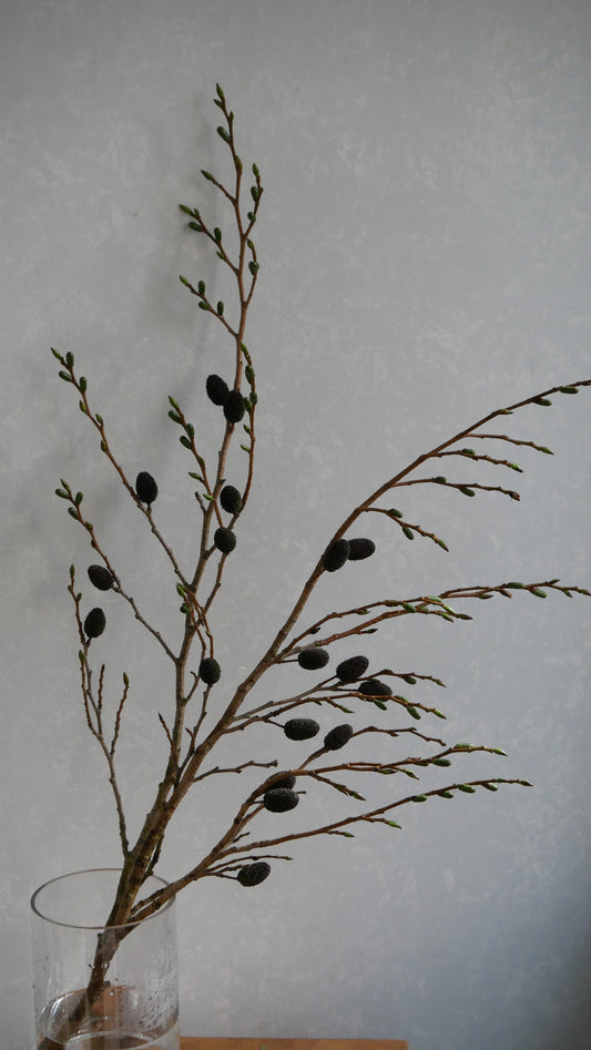(Clearance Sale) Alnus firma Yasha (80cm)