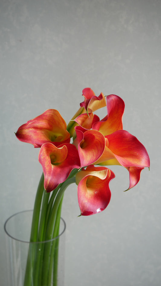 (Clearance Sale) Calla Captain Trinity (80cm)