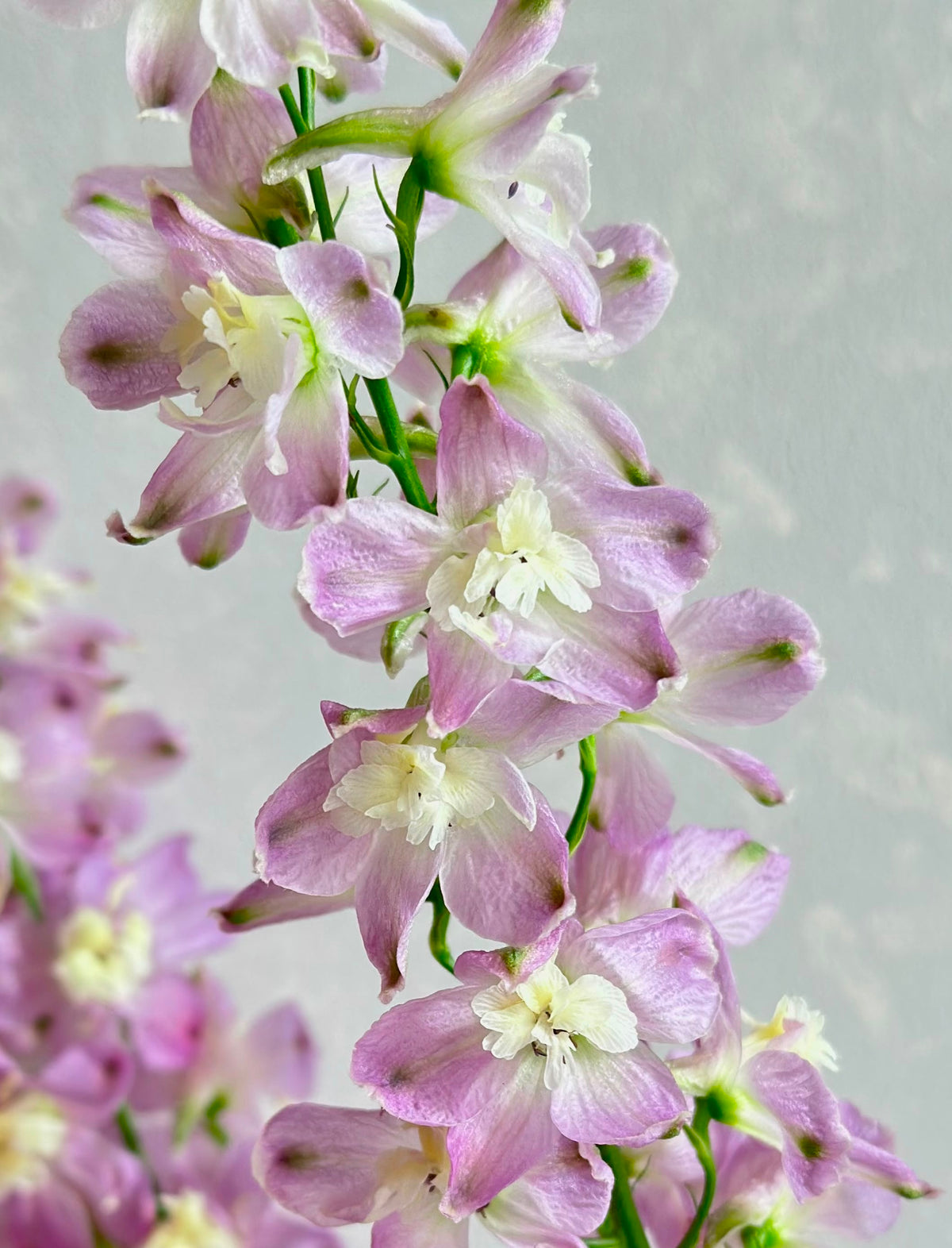 Delphinium Misty Trick Pink (50-60cm)