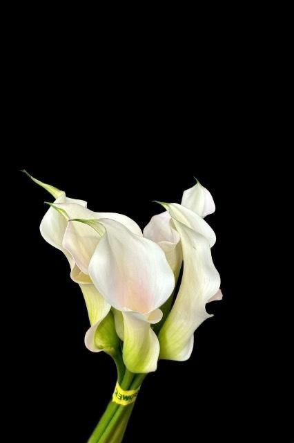 (Clearance Sale) Calla Captain Ventura Pink (70cm)