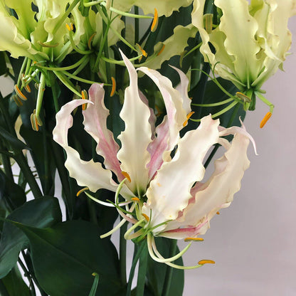 Gloriosa Capris Rose