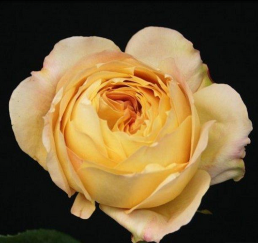 (Clearance Sale) Caramel Antique (50cm)