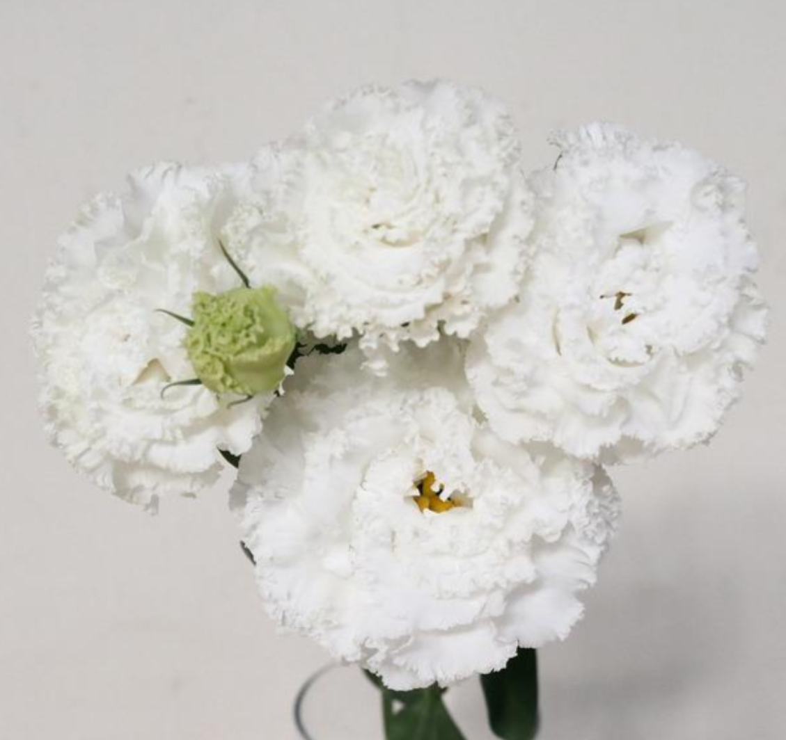 Eustoma Celebrity White (80cm)