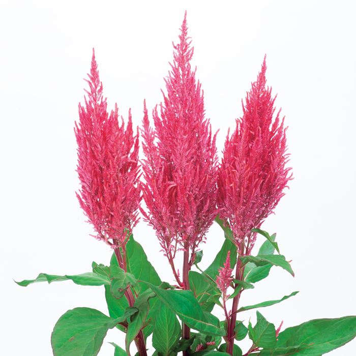 Celosia Century Pink