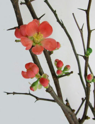 Chaenomeles speciosa 舞妓木瓜 (120 cm)