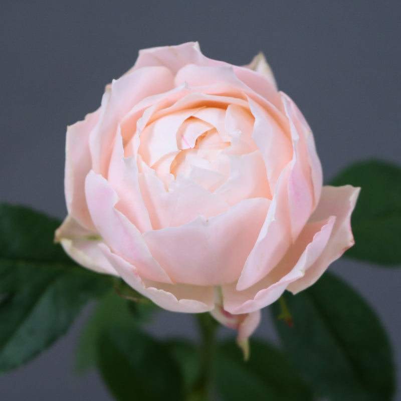 Champspom (秀 50cm)