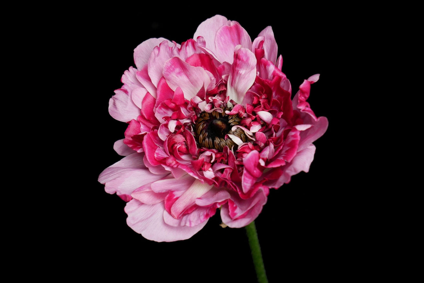 Ranunculus Charlotte Select (MOQ : 10Stems/Bunch) ETA 25 Jan 2025