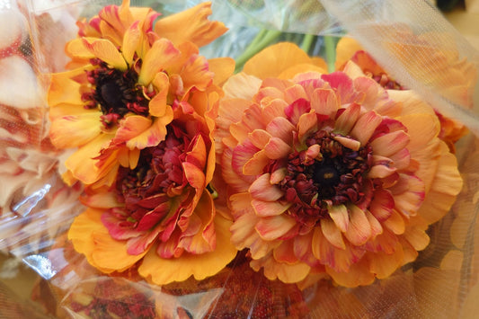 Ranunculus Charlotte Orange