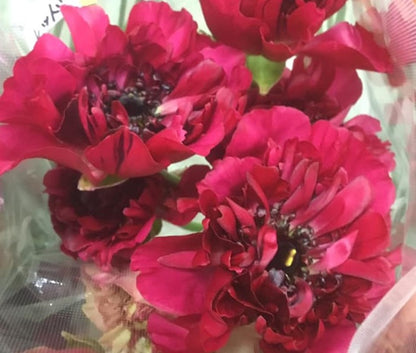 Ranunculus Charlotte Rose (CNY Pre Order)