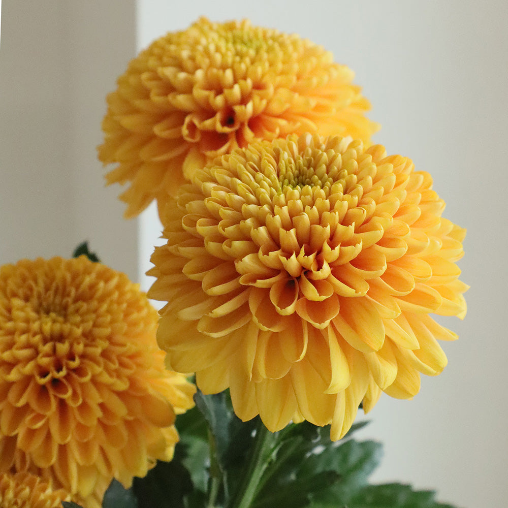 【月見】Chrysanthemum Sei Opera Orange