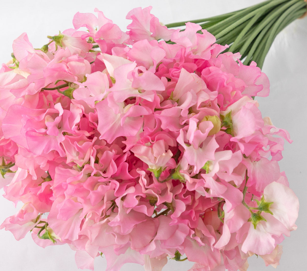 Sweet Pea Cinderella (MOQ : 50Stems/Bunch) ETA 23 Jan 2025