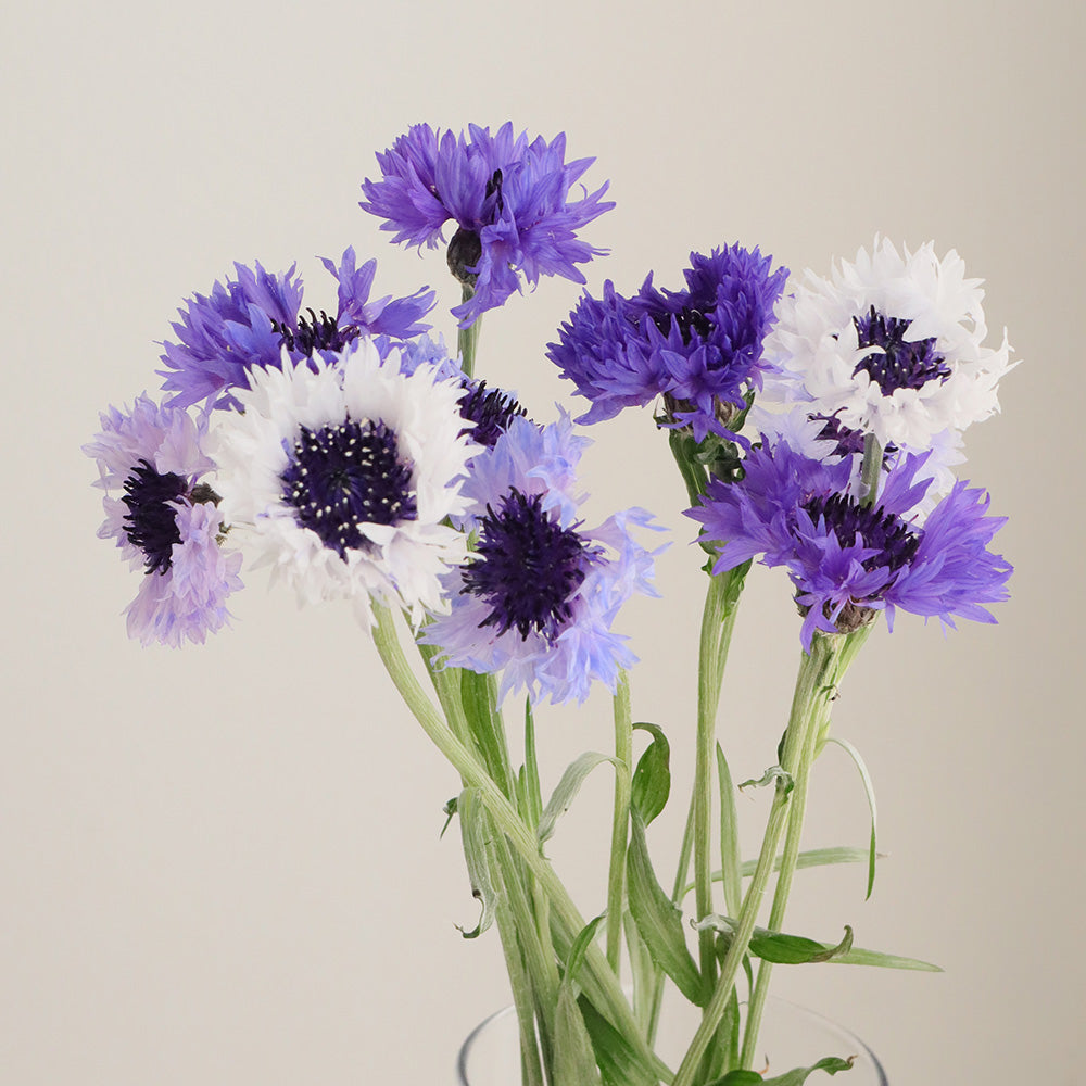 Centaurea Classic Fantastic (50cm)
