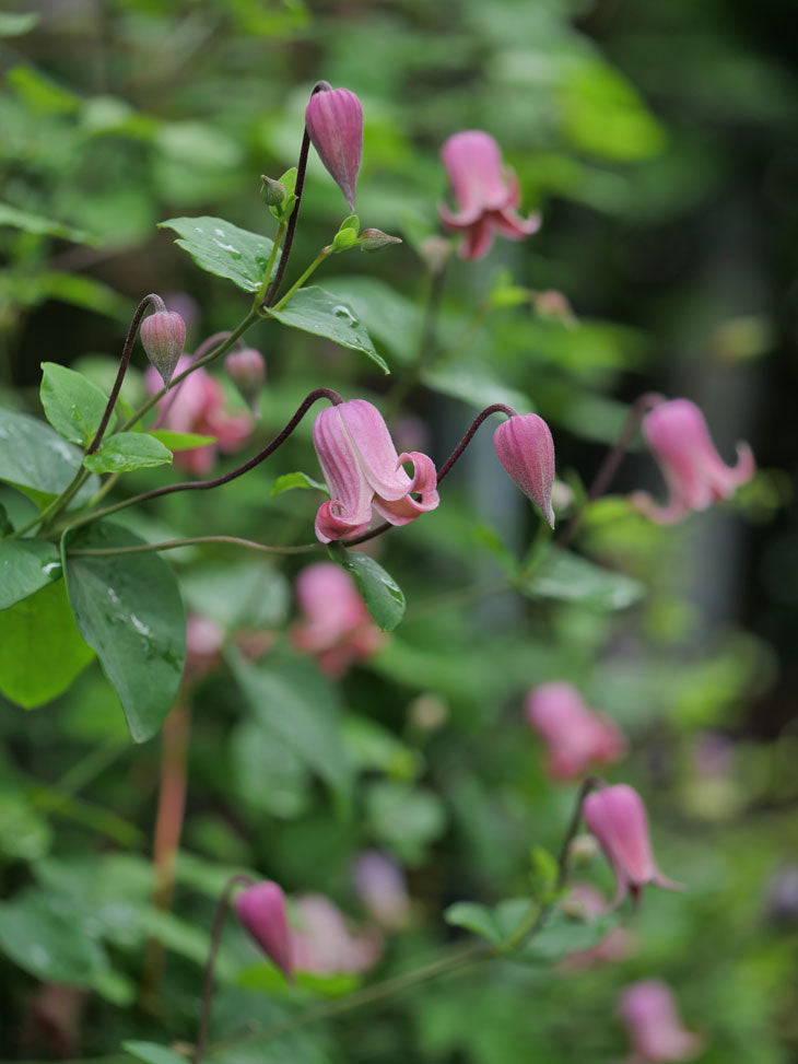 Clematis Florida Sonet (40-50cm)